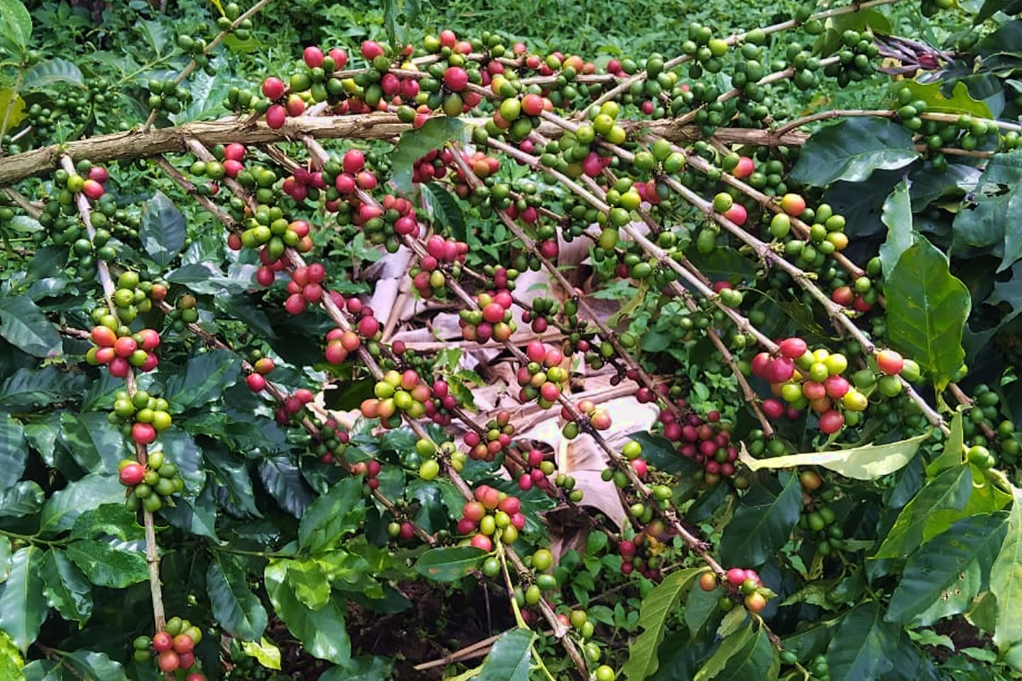 Ugandan coffee farmers